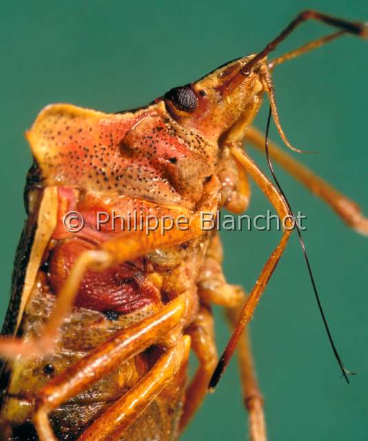 Pentatoma rufipes.JPG - in "Portraits d'insectes" ed. SeuilPentatoma rufipesPunaise a pattes roussesSting bugHemipteraPentatomidaeFrance